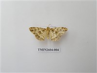 藏品(尺蛾120)的圖片